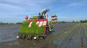 Hơn 480 ha lúa cấy bằng máy của huyện Nam Sách phát triển tốt
